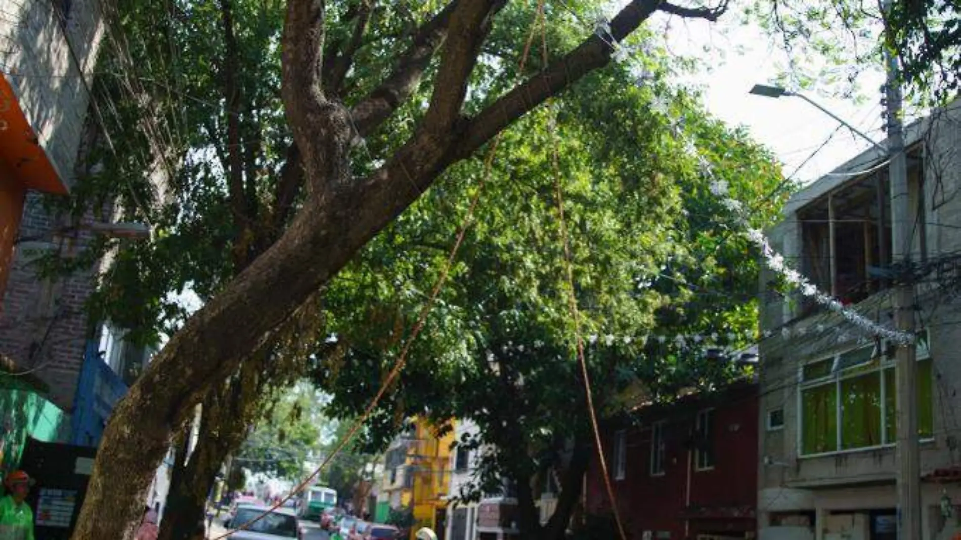 Poda de arboles 